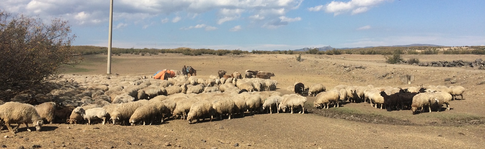 Flock of sheep